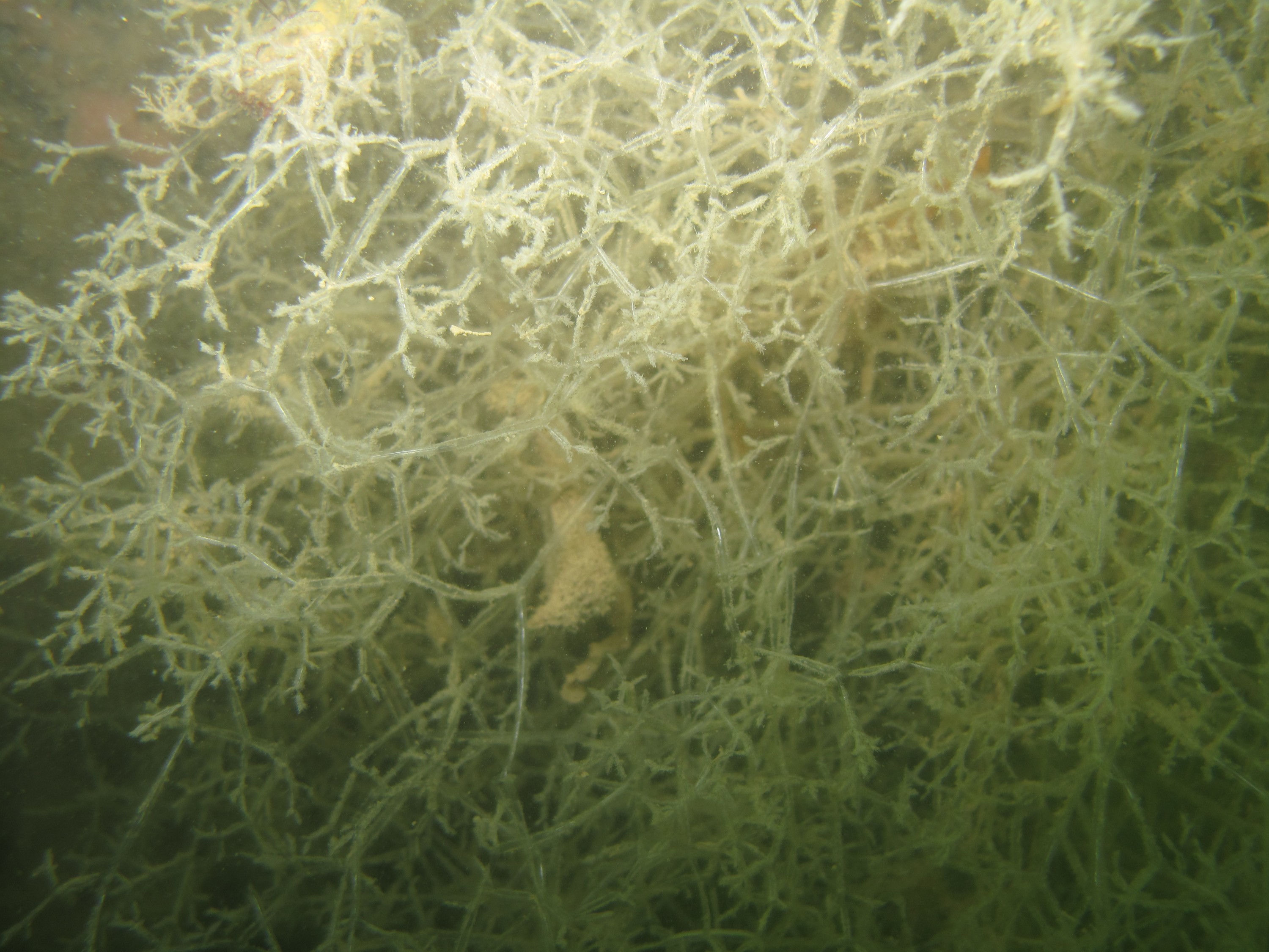 IMG_1615 – Zoobotryon, verticillatum, Spaghetti, bryozoan, crispin, New, zealand, new zealand, marine, pest, Amathia, verticillata